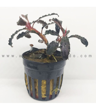 Plantas de acuario | Bucephalandra Godzilla Kedagang red