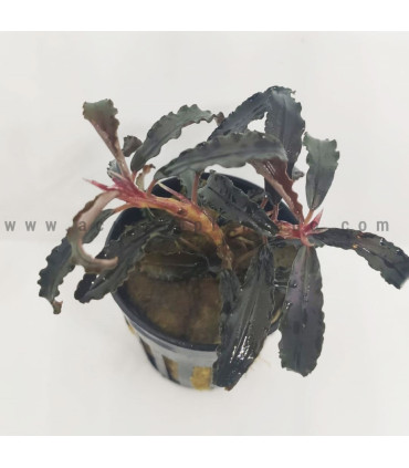 Plantas de acuario | Bucephalandra Godzilla Kedagang red