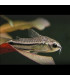 Corydora Pigmea | Comprar Corydora Pigmea | Acuario Plantado