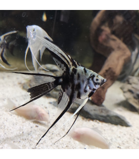 Pez de acuario Escalar Velo