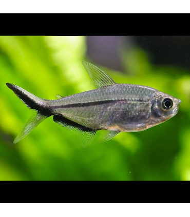Pez de acuario Tetra Costae