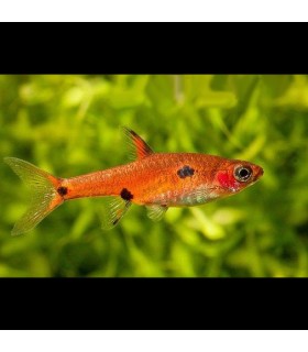 Lote 5x Rasbora Maculatus