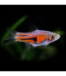 Lote 5x Rasbora Espei