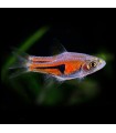 Lote 5x Rasbora Espei