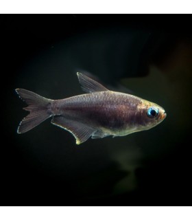 Lote 5x Imperador Negro Tetra