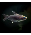 Lote 5x Tetra Emperador Negro