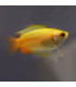 Colisa miel dorada | Comprar Colisa | Acuario Plantado