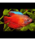 Colisa Rojo Neon | Comprar Colisa | Acuario Plantado