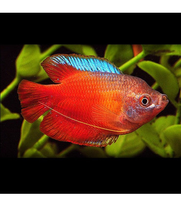 Colisa Rojo Neon | Comprar Colisa | Acuario Plantado