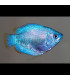 Colisa Azul Cielo | Comprar Colisa | Acuario Plantado