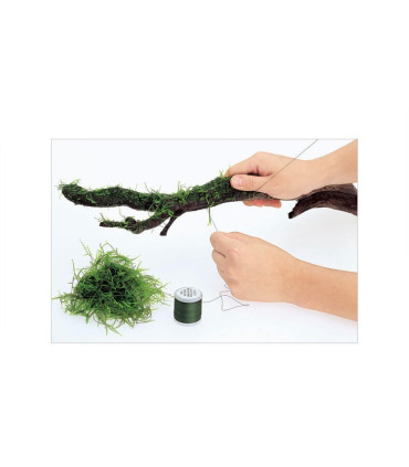 ADA Moss Cotton 200m