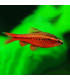 Barbo Cereza | Comprar barbo | Acuario Plantado