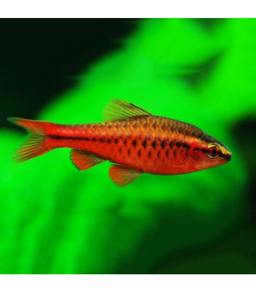 Barbo Cereza | Comprar barbo | Acuario Plantado