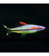 Barbo Torpedo | Comprar Puntius Denisonii | Acuario Plantado
