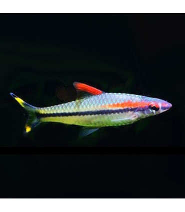 Barbo Torpedo | Comprar Puntius Denisonii | Acuario Plantado