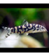 Pez de acuario Botía Lohachata