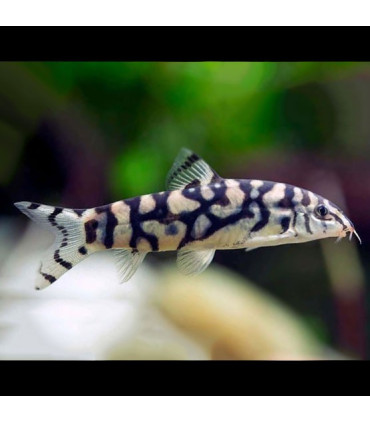 Pez de acuario Botía Lohachata