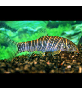 Pez de acuario Botía Striata