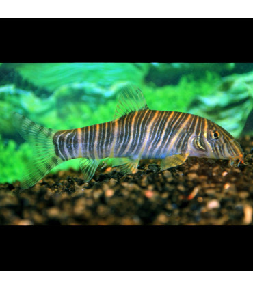 Pez de acuario Botía Striata