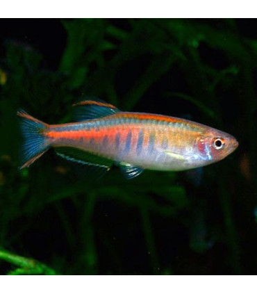 Danio Choprae| Comprar Danios | Acuario Plantado