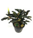 Plantas de acuario | Bucephalandra Alamanda Blue V6