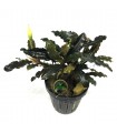 Bucephalandra Alamanda V6 Blue