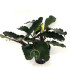 Plantas de acuario | Bucephalandra Arrogant Blue