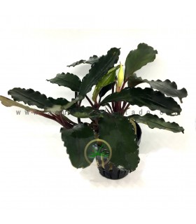 Bucephalandra Arrogant Blue