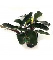 Bucephalandra Arrogant Blue