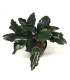 Plantas de acuario | Bucephalandra Centipede