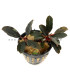 Plantas de acuario | Bucephalandra Fire Bird