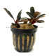 Plantas de acuario | Bucephalandra Fire Bird