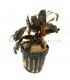 Bucephalandra Gaia Super Red