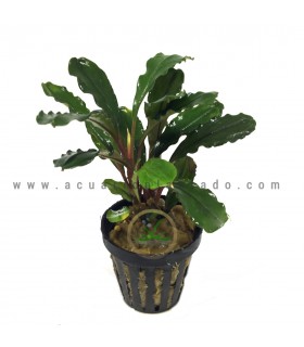 Bucephalandra IO Black