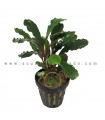 Bucephalandra IO Black