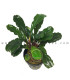 Plantas de acuario | Bucephalandra IO Black