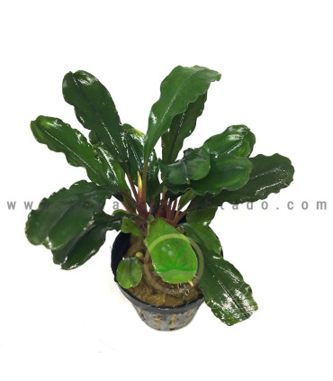 Plantas de acuario | Bucephalandra IO Black