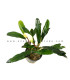 Plantas de acuario | Bucephalandra Kapuas Hulu