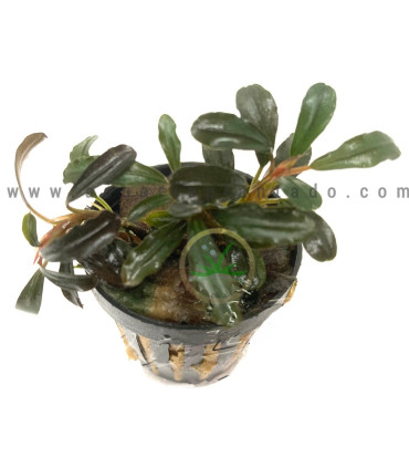 Plantas de acuario | Bucephalandra Kedagang mini