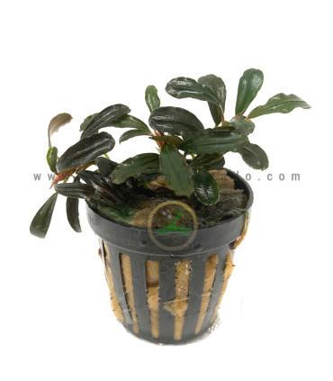 Plantas de acuario | Bucephalandra Kedagang mini