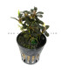 Plantas de acuario | Bucephalandra Kedagang Round Vulcan