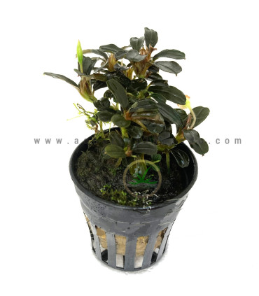 Plantas de acuario | Bucephalandra Kedagang Round Vulcan