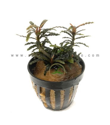 Plantas de acuario | Bucephalandra Kota Bharu Brown