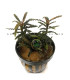 Plantas de acuario | Bucephalandra Kota Bharu Brown