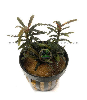 Plantas de acuario | Bucephalandra Kota Bharu Brown