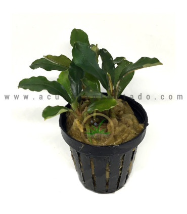 Plantas de acuario | Bucephalandra Lagoon
