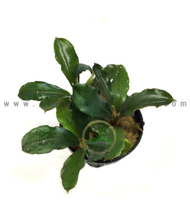 Plantas de acuario | Bucephalandra Lagoon