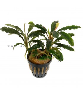 Bucephalandra Melawi fine edge