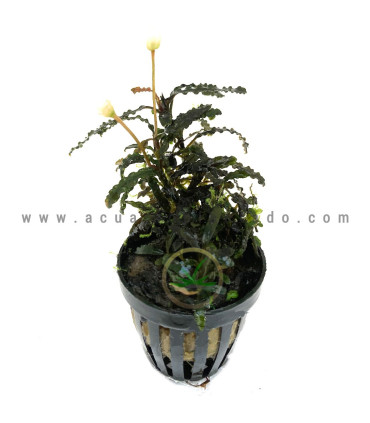 Plantas de acuario | Bucephalandra Titan