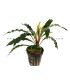 Plantas de acuario | Bucephalandra Velvet Tricolor
